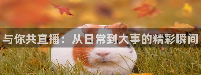 178直播nba篮球比赛免费观看：与你共直播：从日常到大事的精彩瞬间